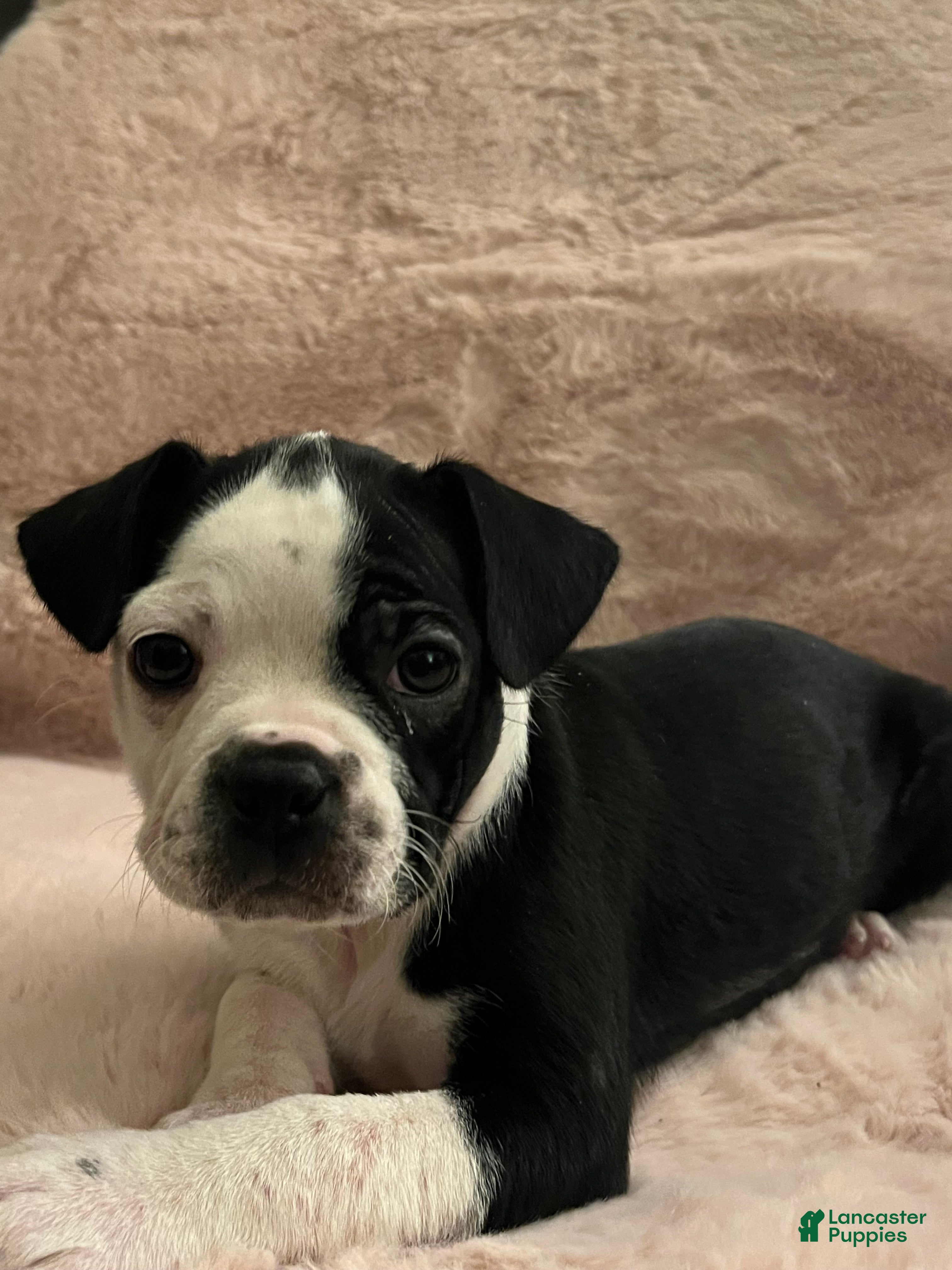 Boston Terrier dogs oreo - Ad 40