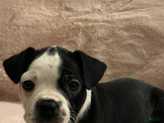 Boston Terrier dogs oreo - Ad 37