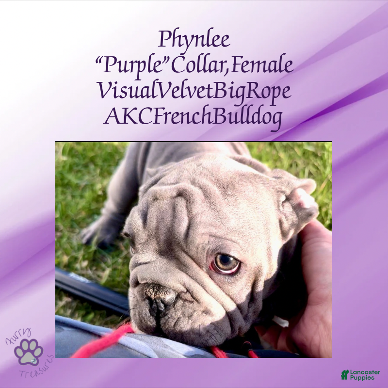 French Bulldog dogs Phynlee “Purple Collar”, Female  - Ad 22