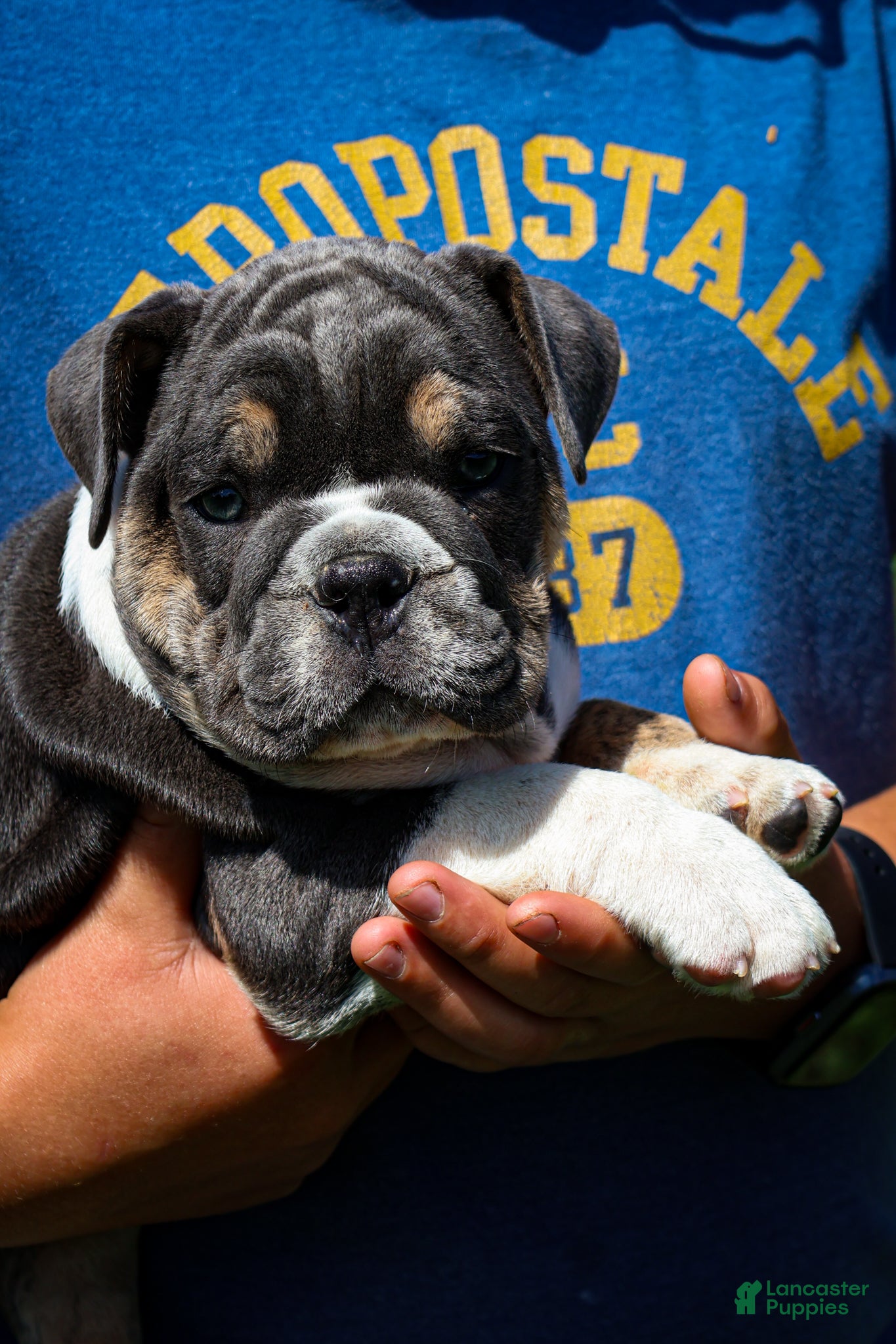 English Bulldog dogs Dino - Ad 2