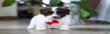 Beau
