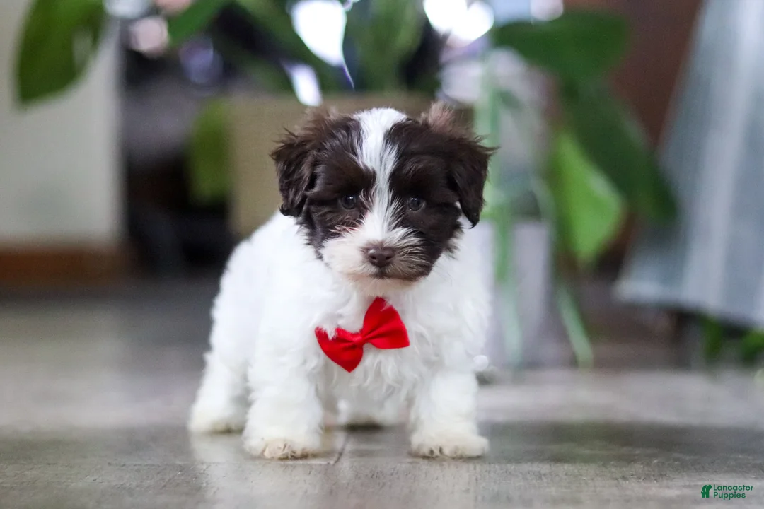 Havanese dogs for sale: Beau - Ad 1
