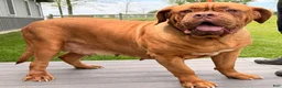 Dogue De Bordeaux dogs for sale: Keila - Ad 1
