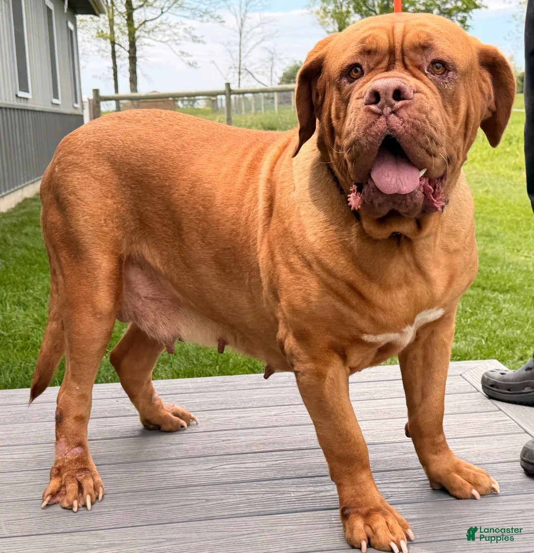 Dogue De Bordeaux dogs for sale: Keila - Ad 1