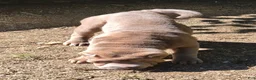 Shar Pei dogs for sale: Larry  - Ad 3
