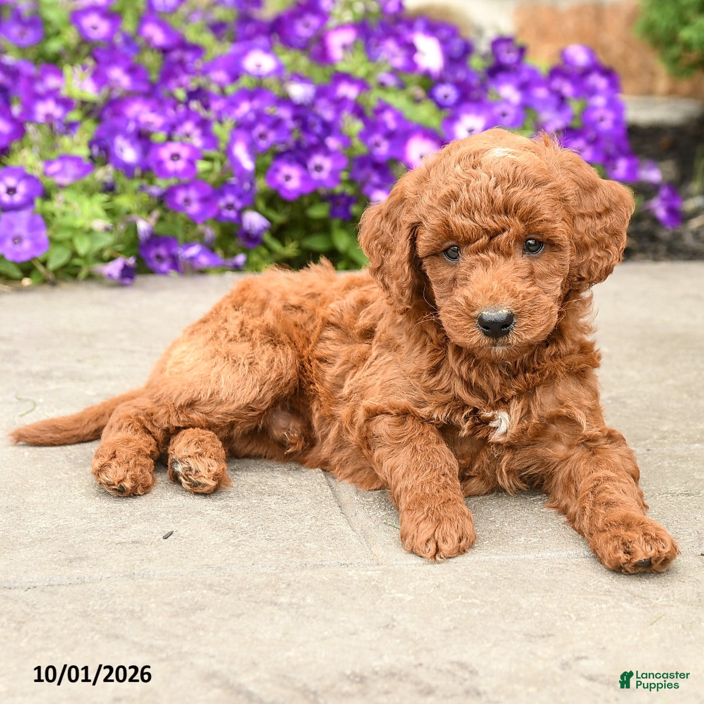 Mini Goldendoodle dogs Timmy - Ad 2