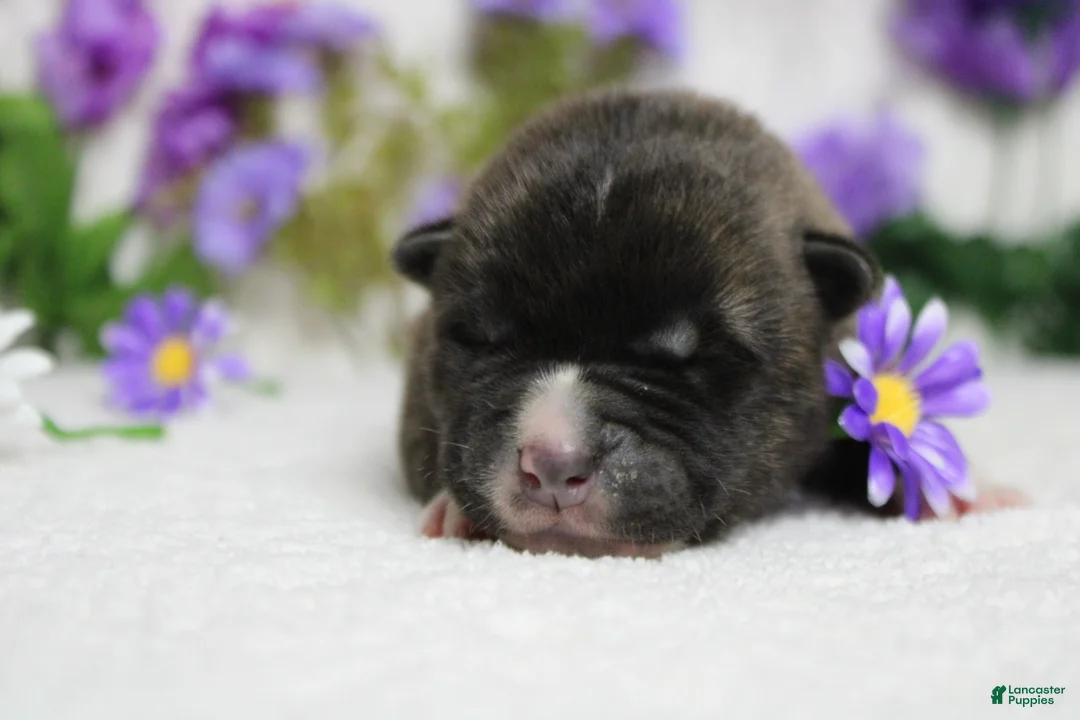 Akita dogs for sale: Braeburn - Ad 2