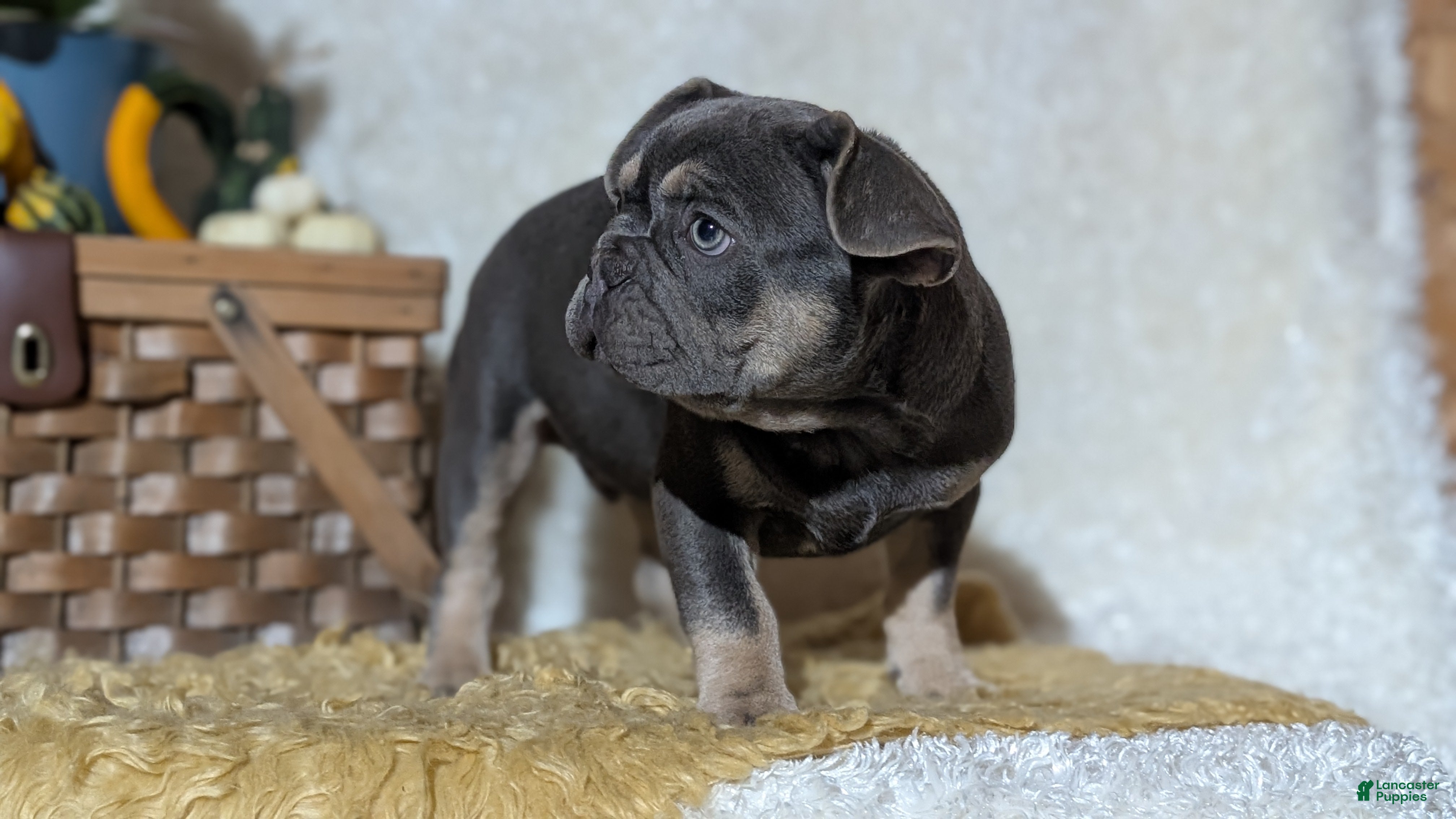 French Bulldog dogs Yoda - Ad 2