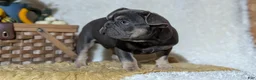 French Bulldog dogs for sale: Yoda - Ad 2