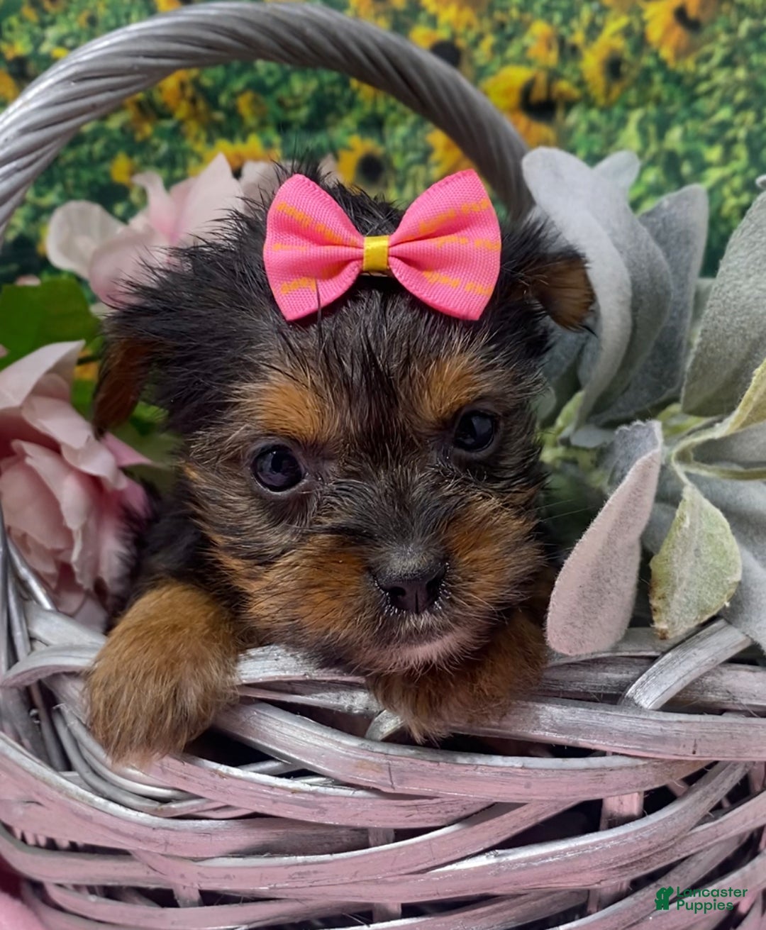 Shorkie dogs for sale: Teacup Lexi - Ad 5