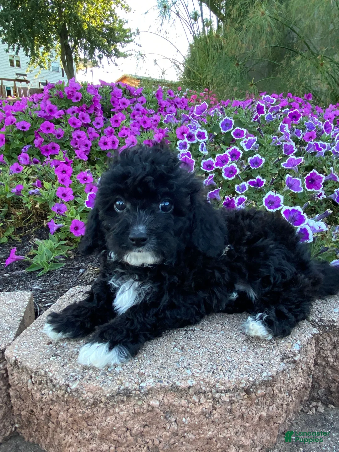 Cavapoo dogs for sale: Tommy - Ad 1