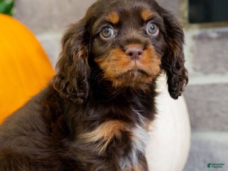 Labradoodle dogs Cooper - Ad 16