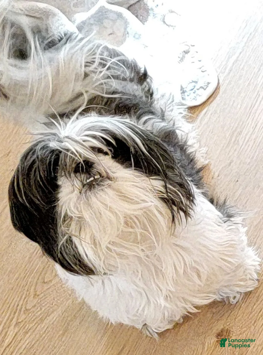 Shih Tzu dogs for sale: Onyx - Ad 8