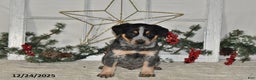 Australian Cattle Dog dogs for sale: Max - Ad 3