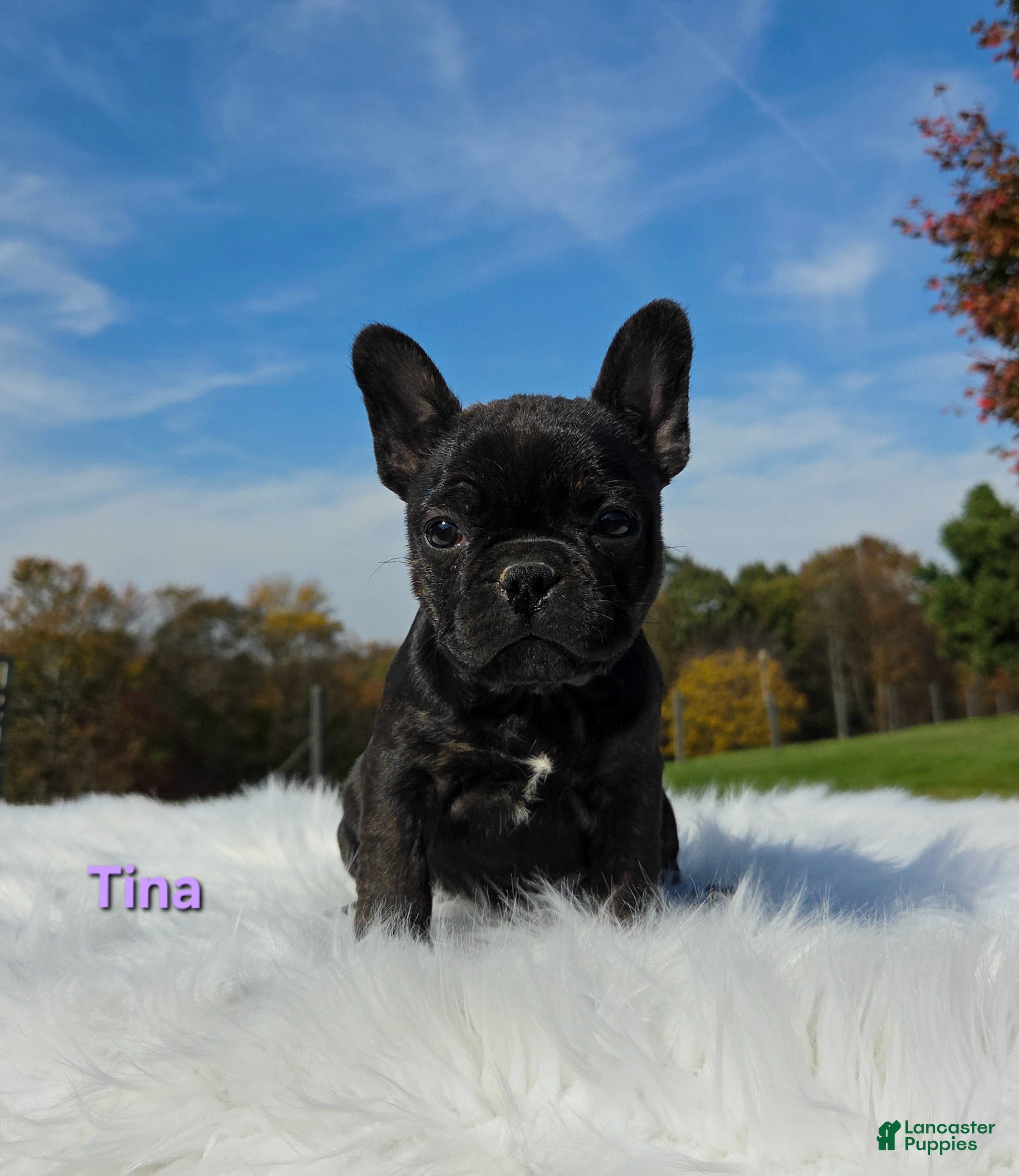 Mixed Breed dogs for sale: Tina - Ad 2