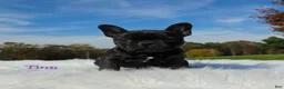 Mixed Breed dogs for sale: Tina - Ad 2