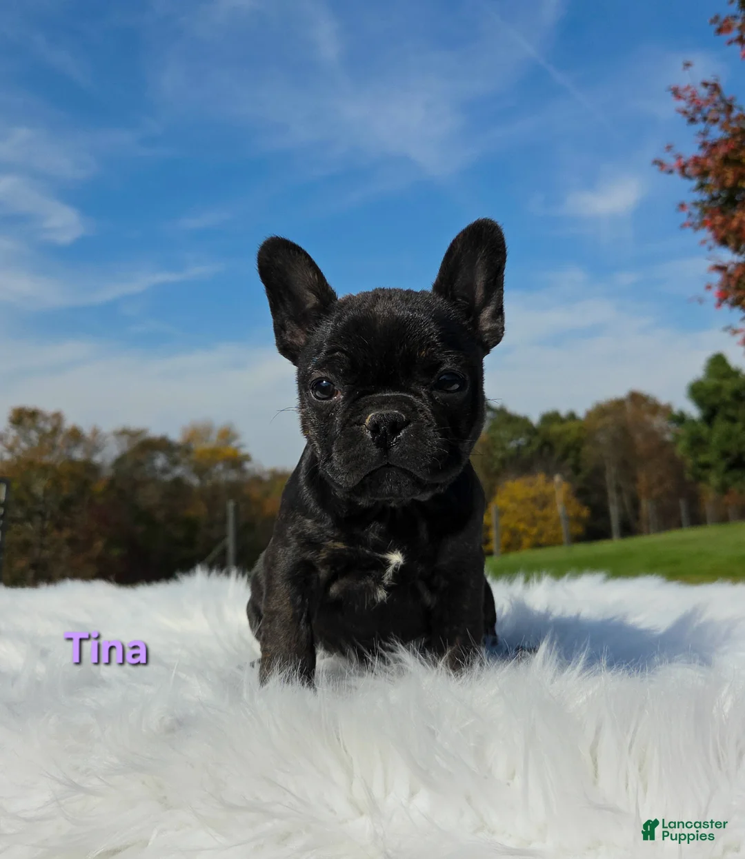 Mixed Breed dogs for sale: Tina - Ad 2