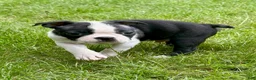 Boston Terrier dogs for sale: Boston Terrier  - Ad 15