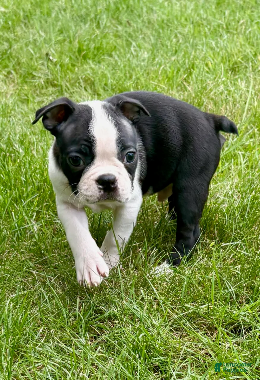 Boston Terrier dogs for sale: Boston Terrier  - Ad 15