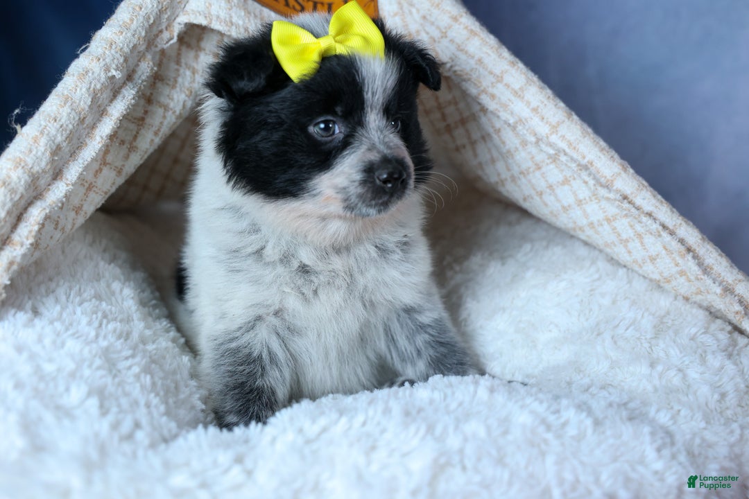 Mixed Breed dogs for sale: DELTA - Ad 1