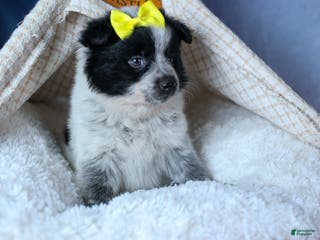 Mixed Breed dogs DELTA - Ad 40