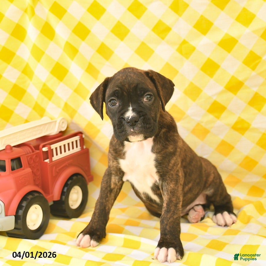 Boxer dogs Janelle  - Ad 2