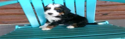 Mini Bernedoodle dogs for sale: Blake - Ad 8