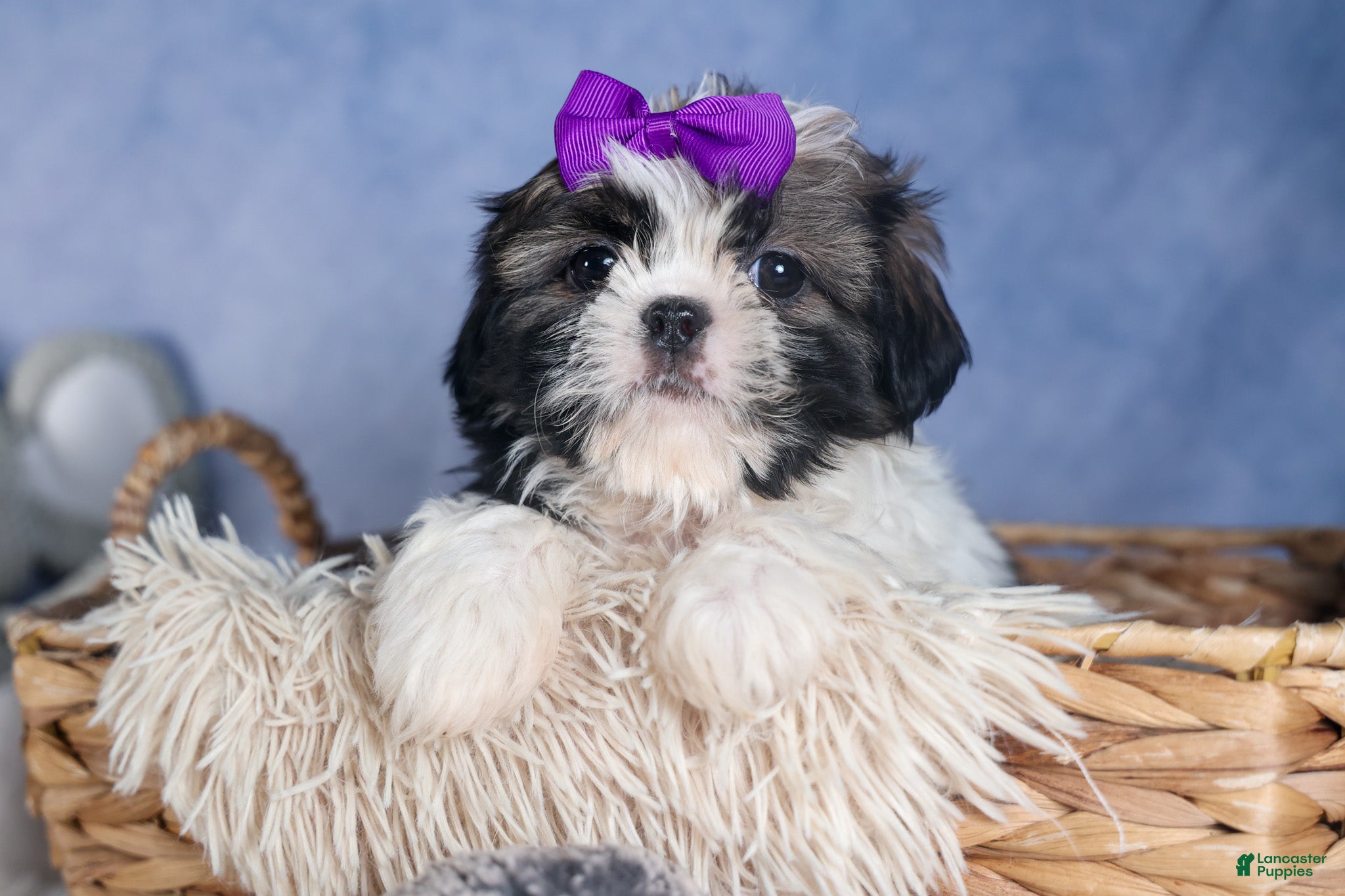 Shih Tzu dogs BAILEY - Ad 1