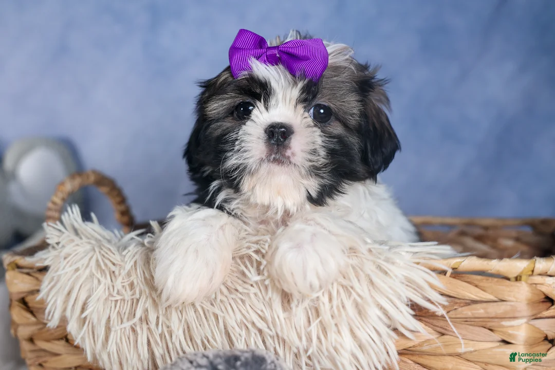 Shih Tzu dogs for sale: BAILEY - Ad 1