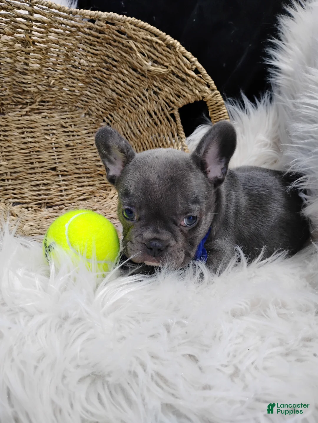 French Bulldog dogs for sale: Fargo  - Ad 10