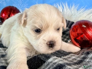 Teddy Bear dogs Angel - Ad 35