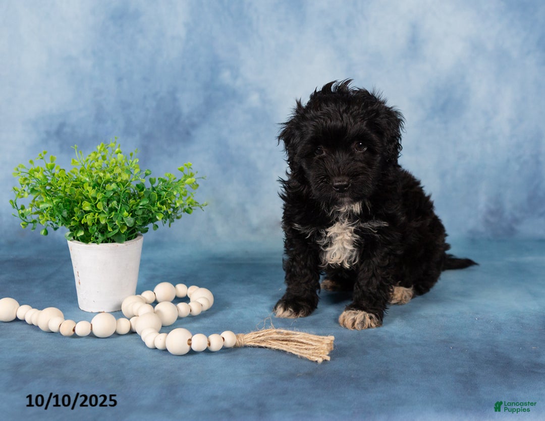 Mixed Breed dogs for sale: Malachi - Ad 1