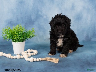 Mixed Breed dogs Malachi - Ad 36