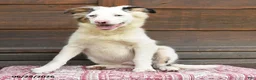 Miniature Australian Shepherd dogs for sale: Geronimo - Ad 2