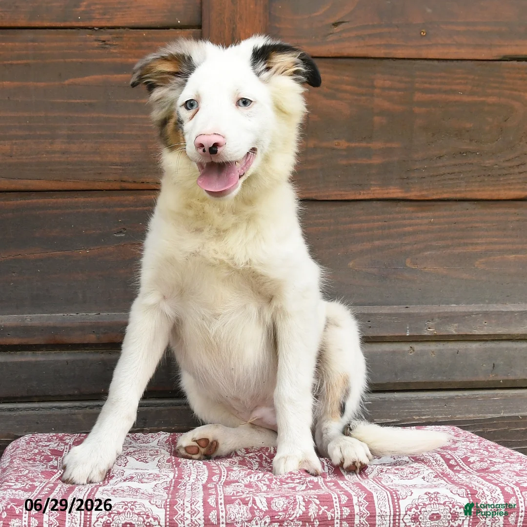 Miniature Australian Shepherd dogs for sale: Geronimo - Ad 2