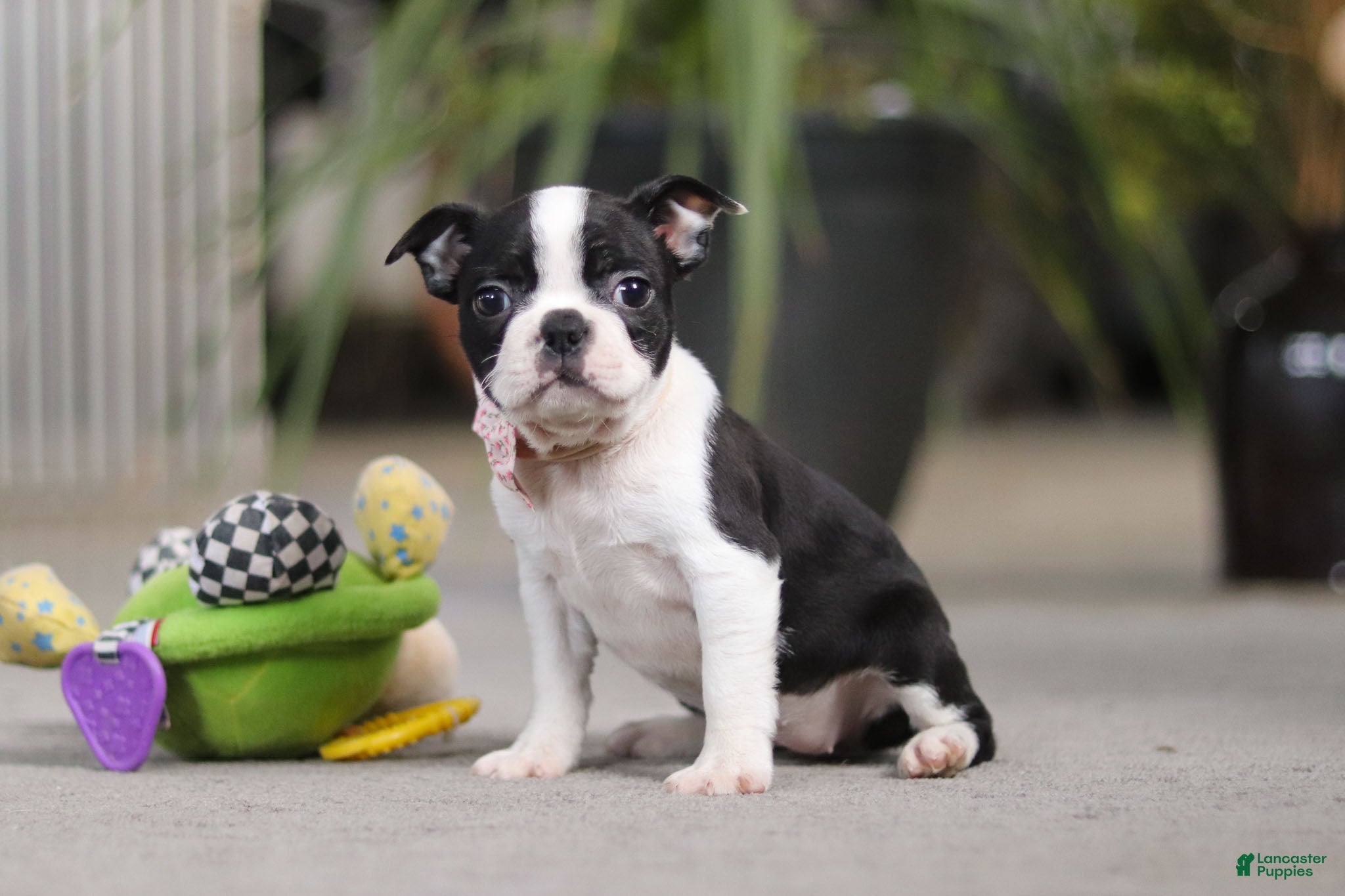 Boston Terrier dogs Shannon - Ad 5