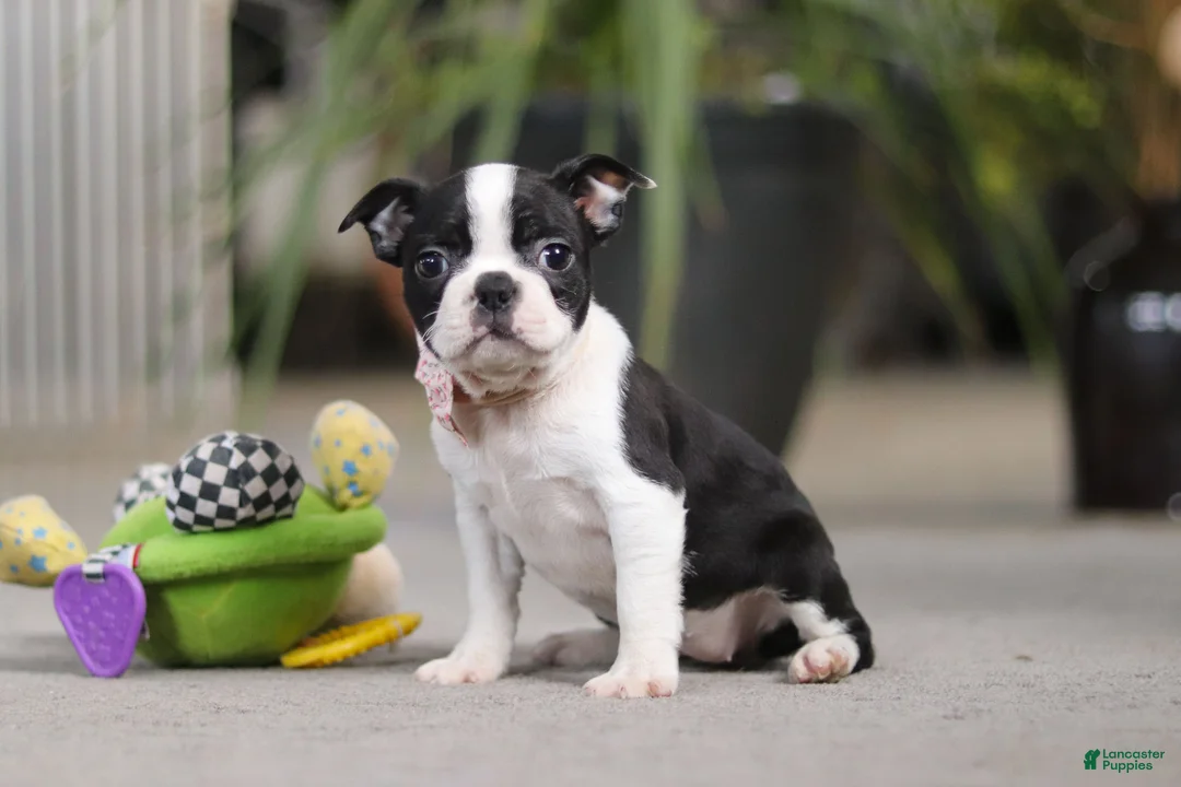 Boston Terrier dogs for sale: Shannon - Ad 1