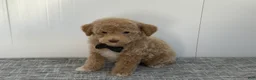 Toy Poodle dogs for sale: Simon - Ad 5