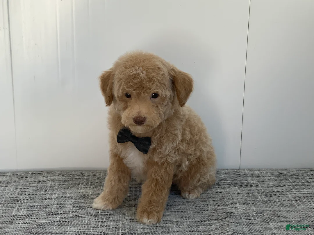 Toy Poodle dogs for sale: Simon - Ad 5