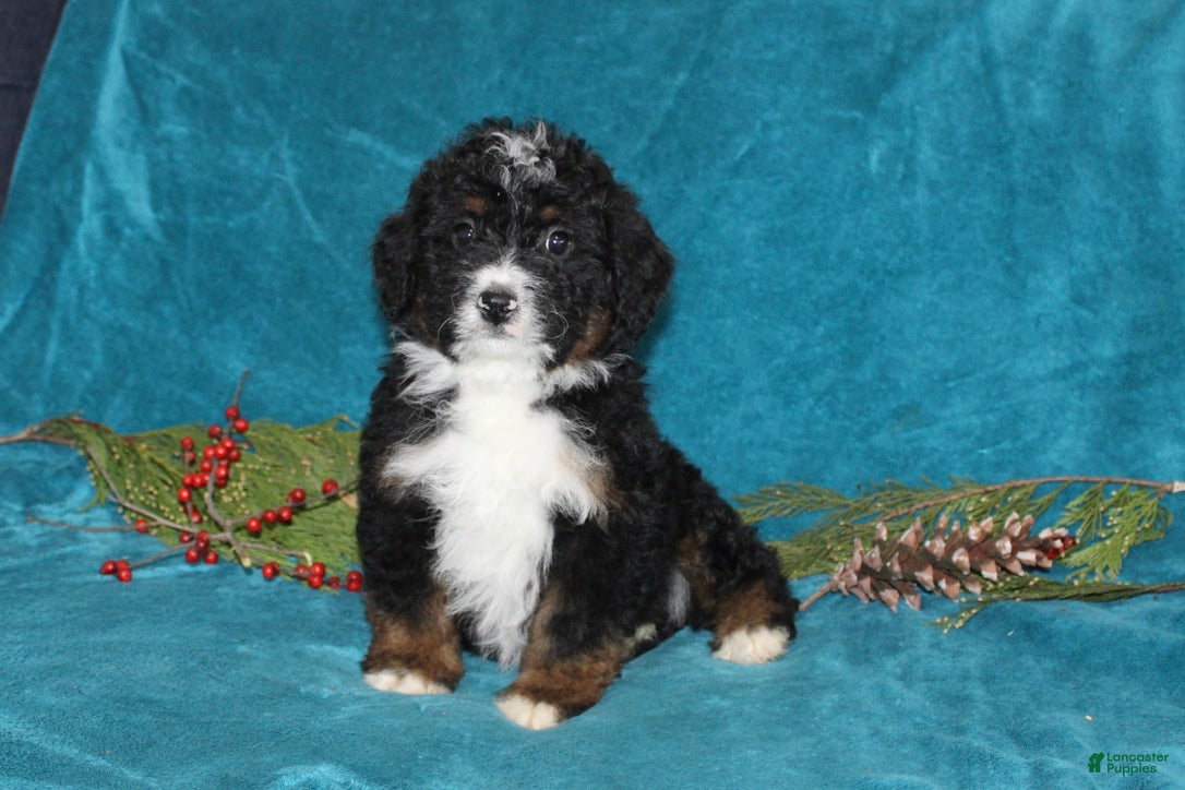 Mini Bernedoodle dogs Buster - Ad 41