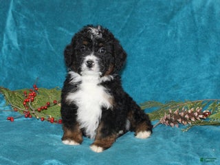 Mini Bernedoodle dogs Buster - Ad 41