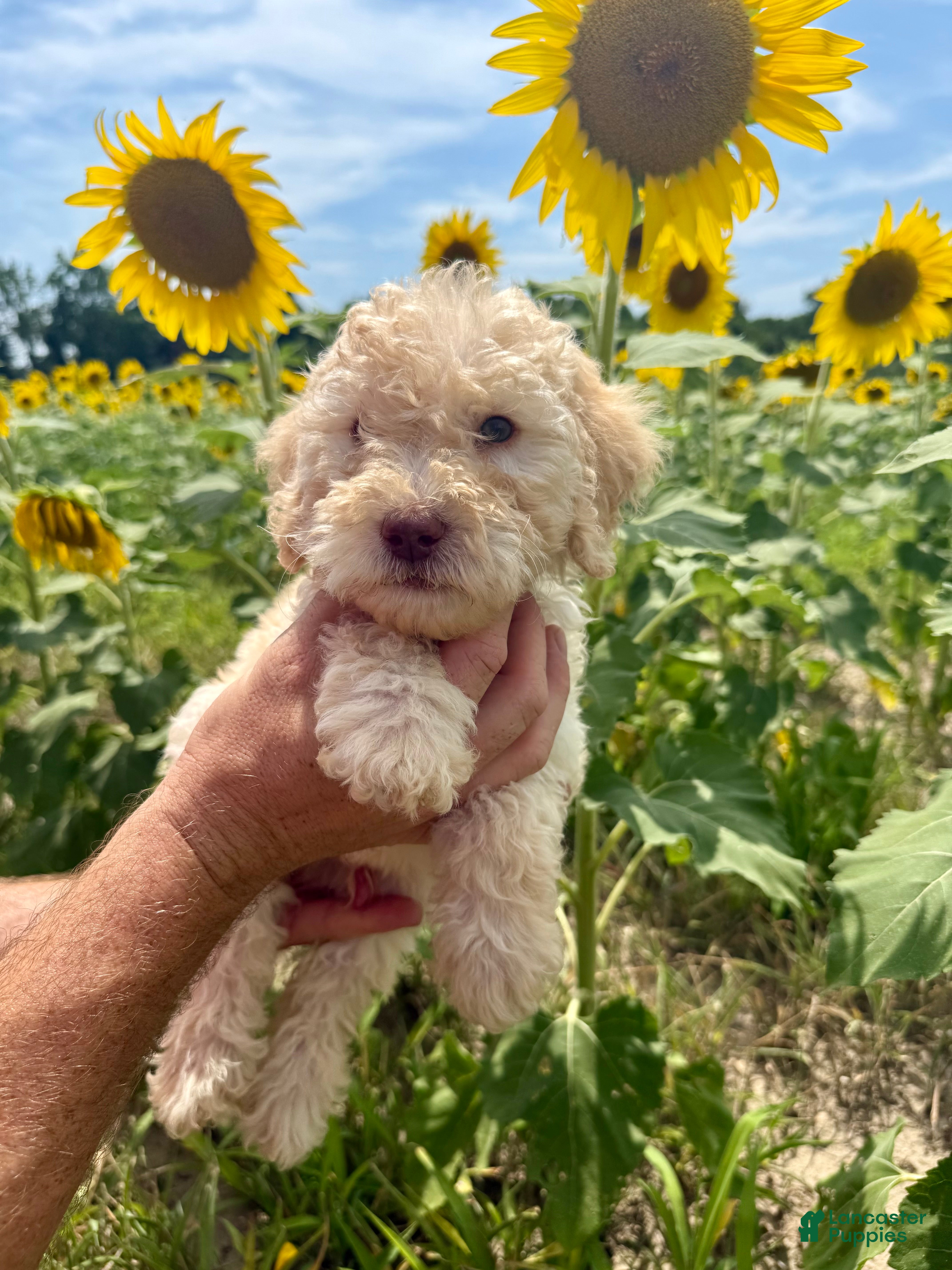 Goldendoodle dogs Miller  - Ad 2