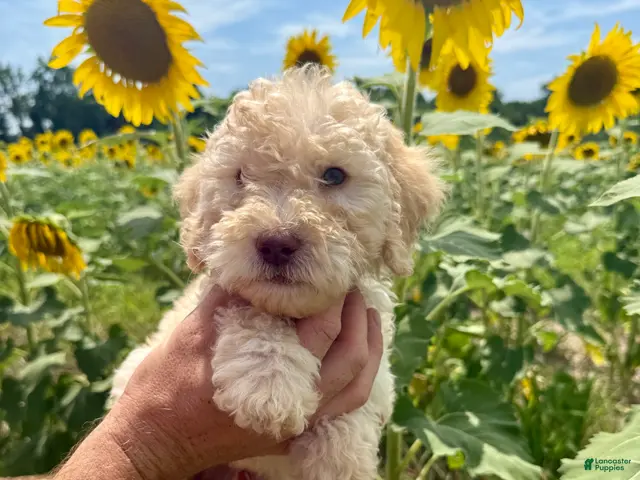 Goldendoodle dogs Miller - Ad 2