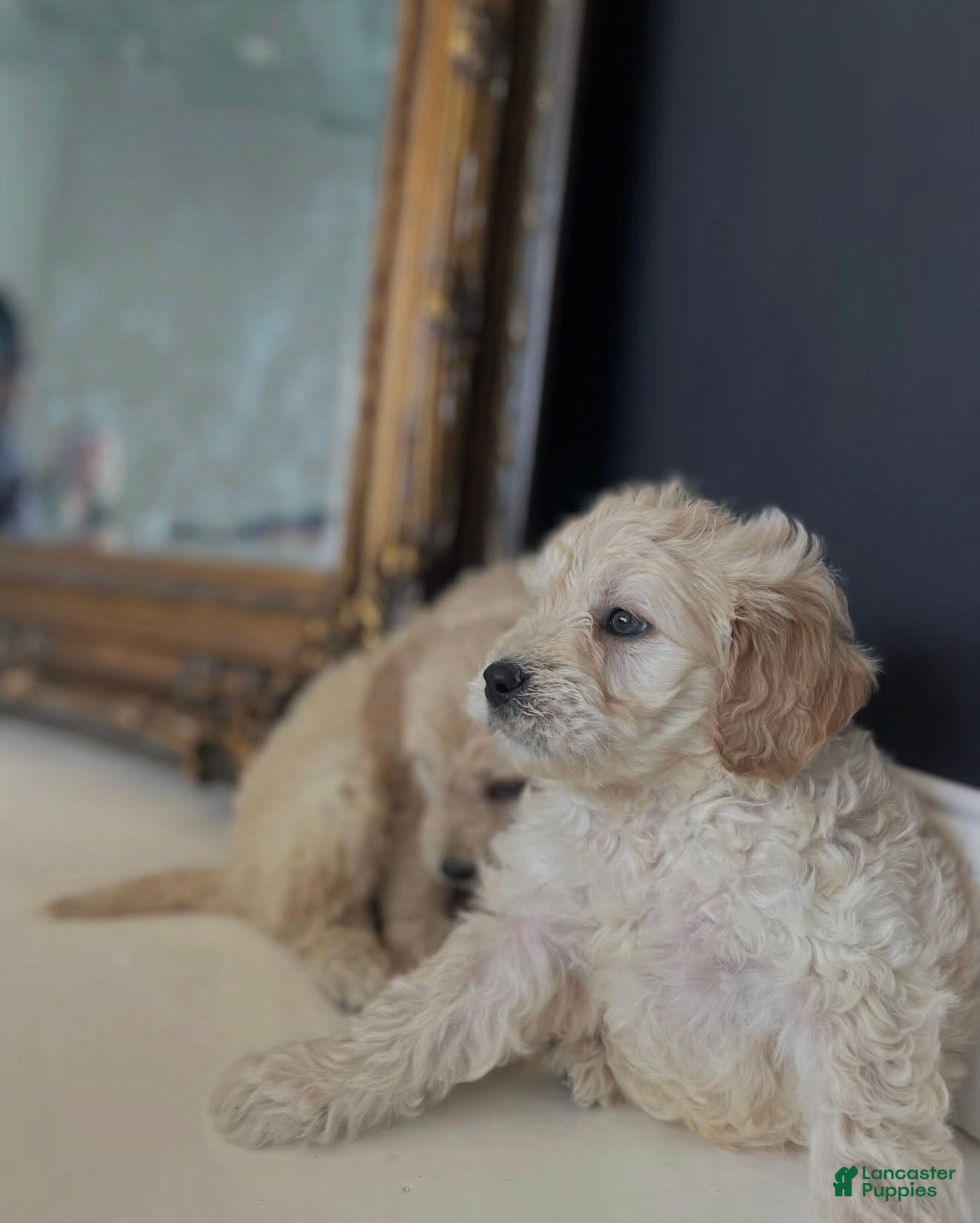 Mini Goldendoodle dogs Mini Goldendoodle Puppy 1 - Ad 2