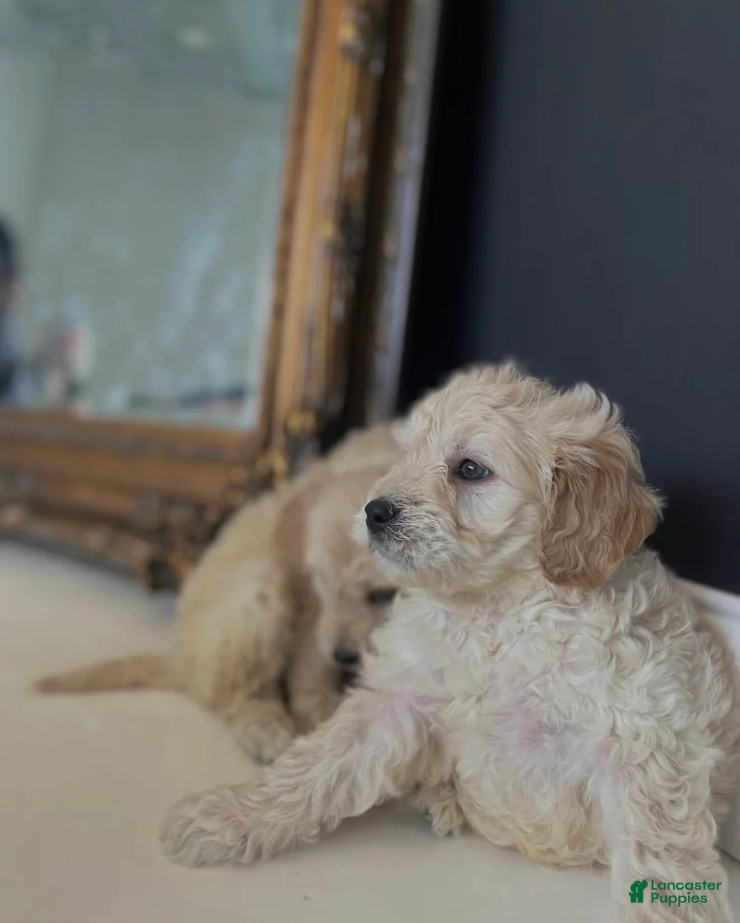 Mini Goldendoodle dogs for sale: Mini Goldendoodle Puppy 1 - Ad 1