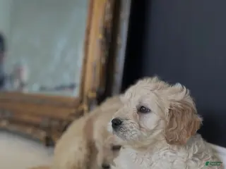 Mini Goldendoodle dogs Mini Goldendoodle Puppy 1 - Ad 2