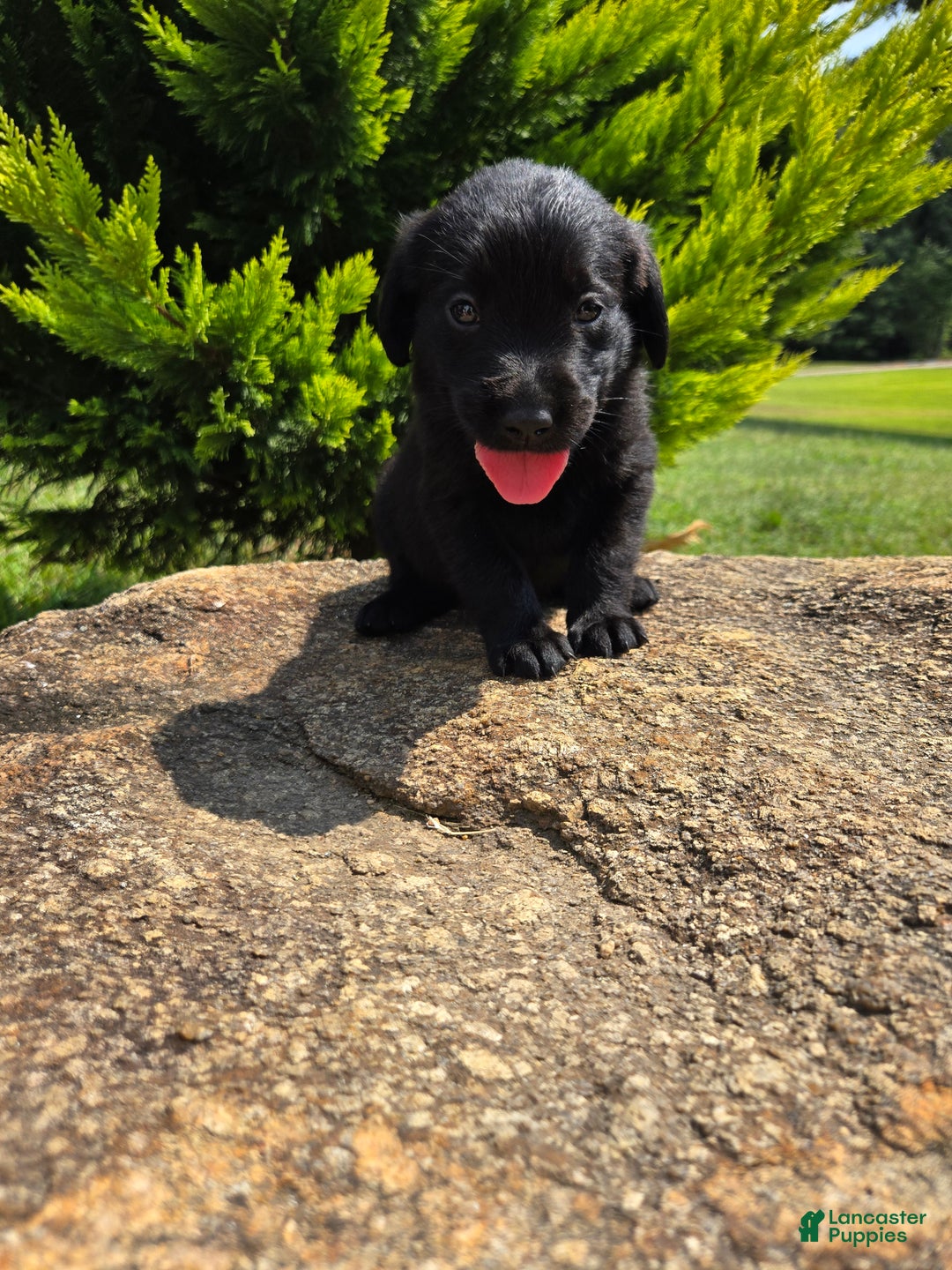 Pics Of New Born Black Golden Retrievers Golden Retriever In Black - Main Image