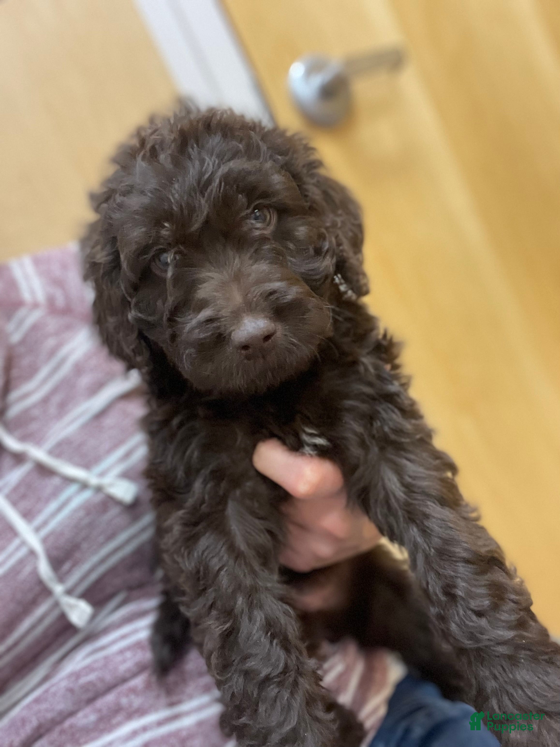 Goldendoodle dogs Ms orange - Ad 1