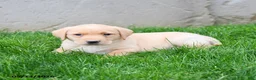Labrador Retriever dogs for sale: Elvis - Ad 2