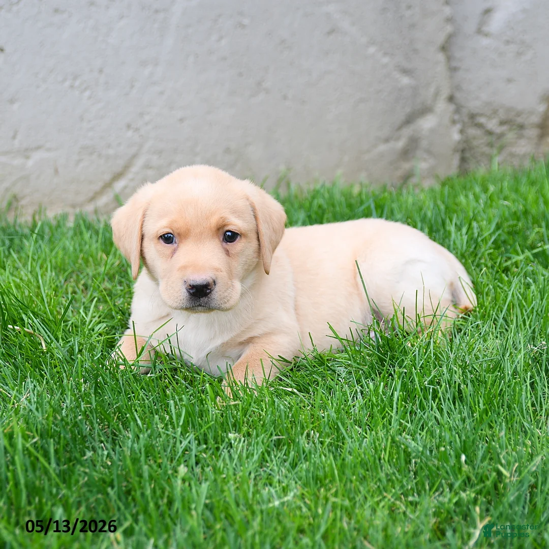 Labrador Retriever dogs for sale: Elvis - Ad 2